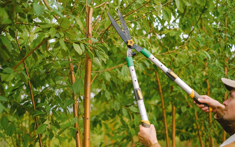 Tree trimming in Hardinsburg, KY